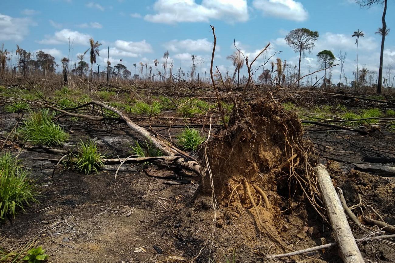 Desmatamento no Brasil: causas e consequências