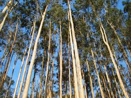 Até 2020, indústria brasileira de árvores prevê investir R$53 bilhões e ganhar novas fatias do merca