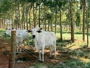 Brasil é referência em integração lavoura-pecuária-floresta para o mundo