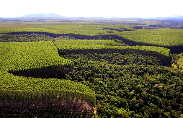 Presidente da CNA acredita que o Brasil pode ter muito lucro com o crescimento do setor florestal